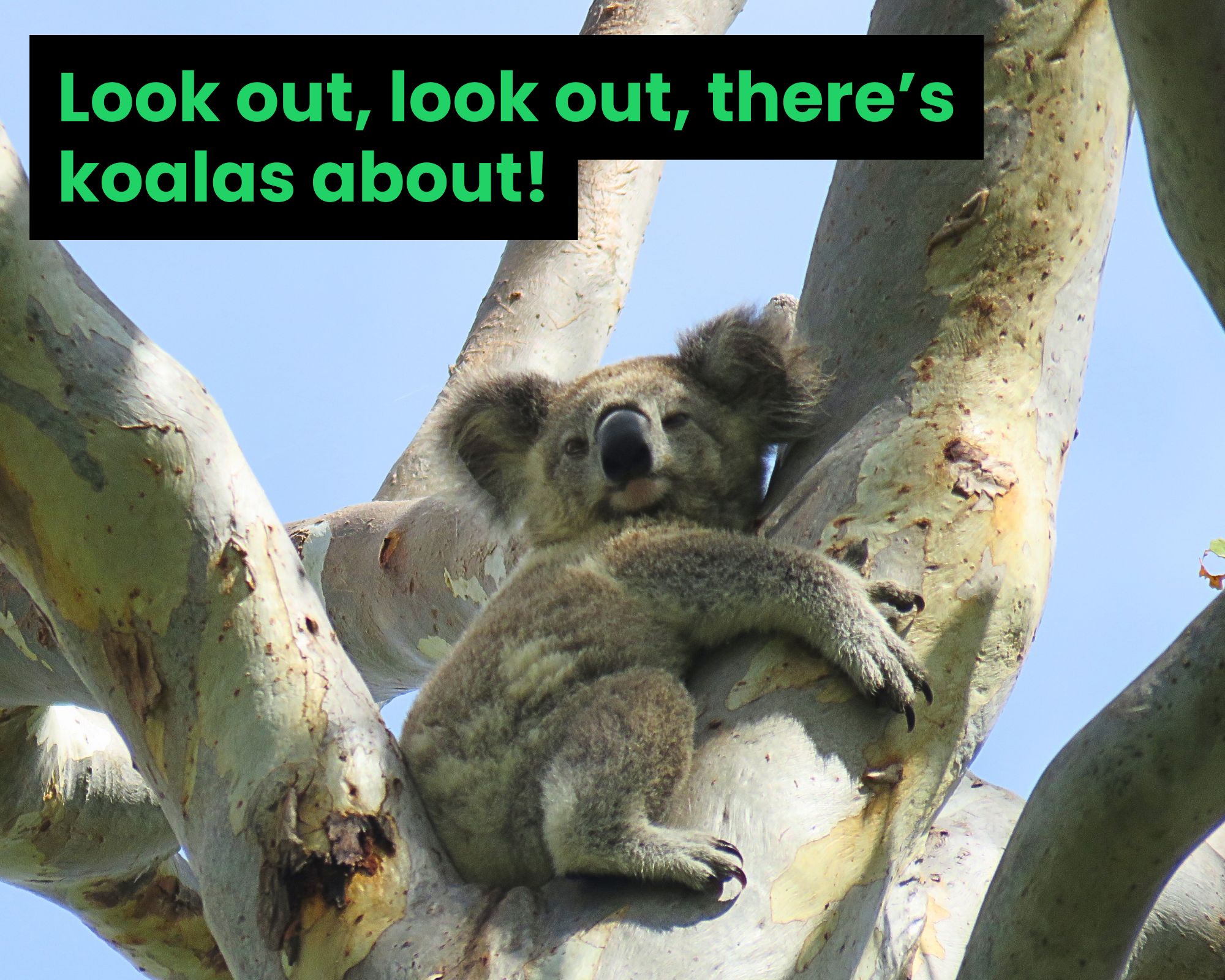 Koalas on the move: Breeding season begins in SEQ