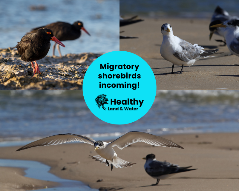 The birds are back in town