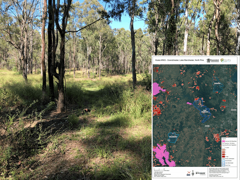 Additional funding announced: $2 million for koala project