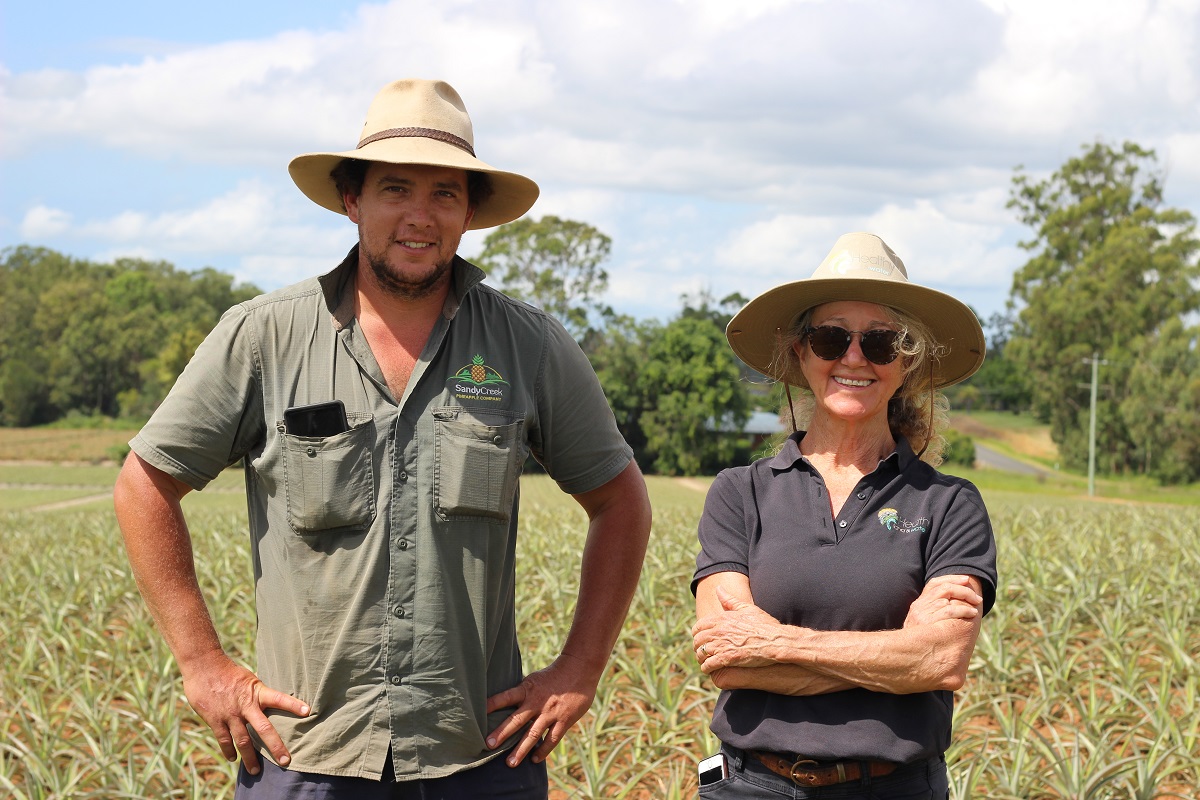 Biodegradable polymer stemming erosion on pineapple farms