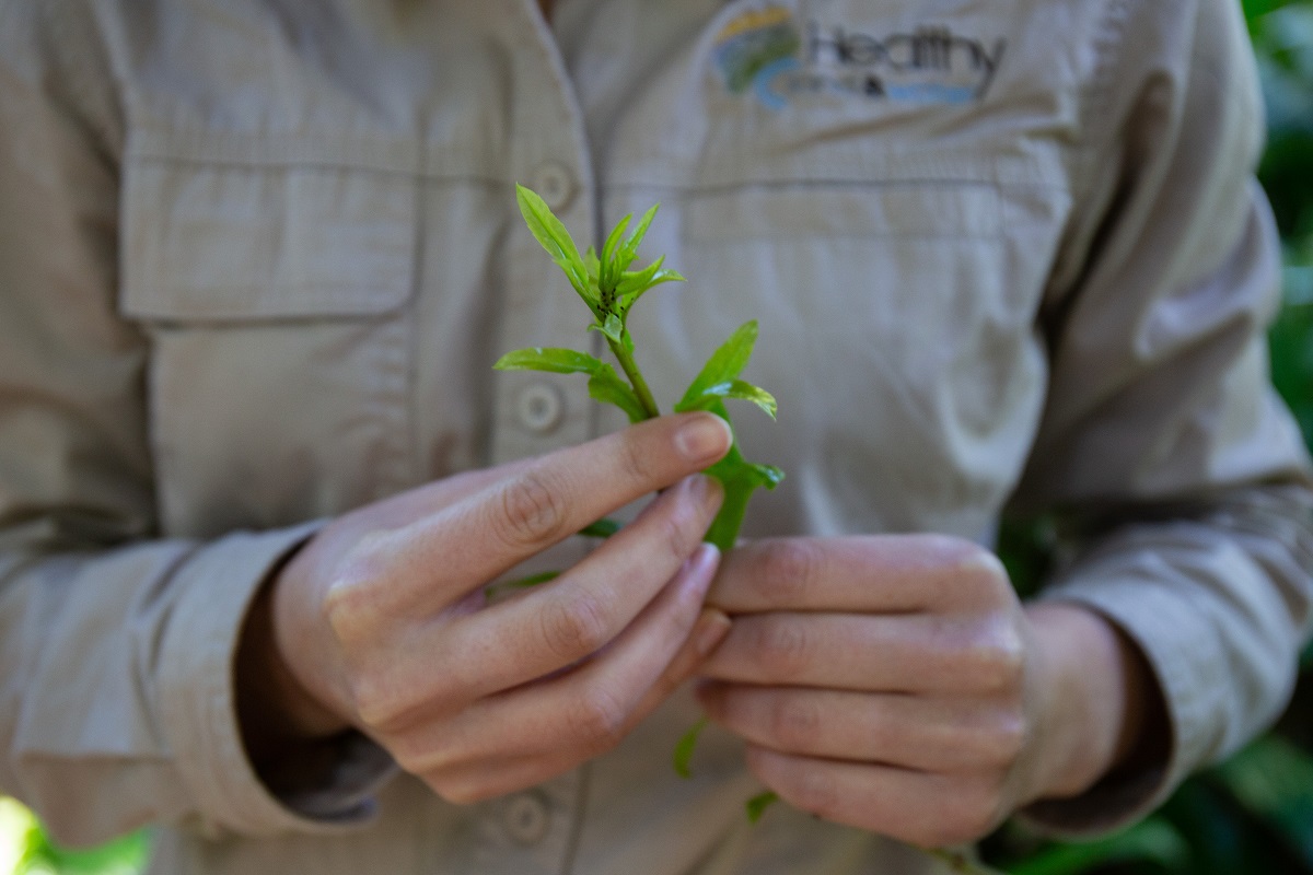 Brisbane nuthunters uncover valuable data on wild macadamia trees
