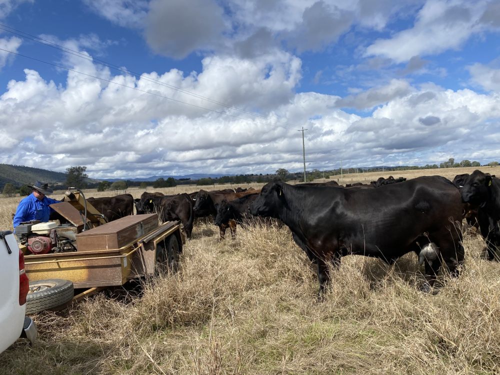 Cows and Soil Sampling