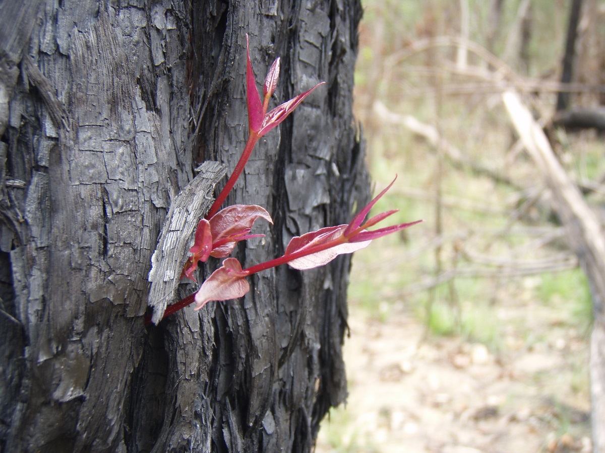 Fire and biodiversity: Queensland Fire and Biodiversity Consortium