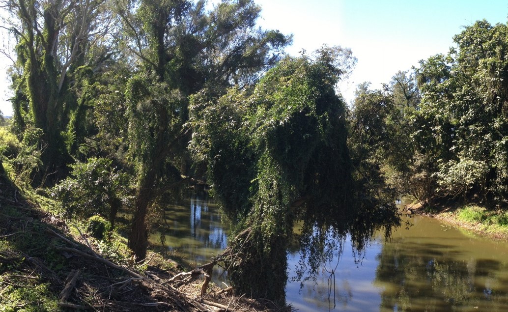 Invasive species: a global $423 billion per year cost that keeps rising!