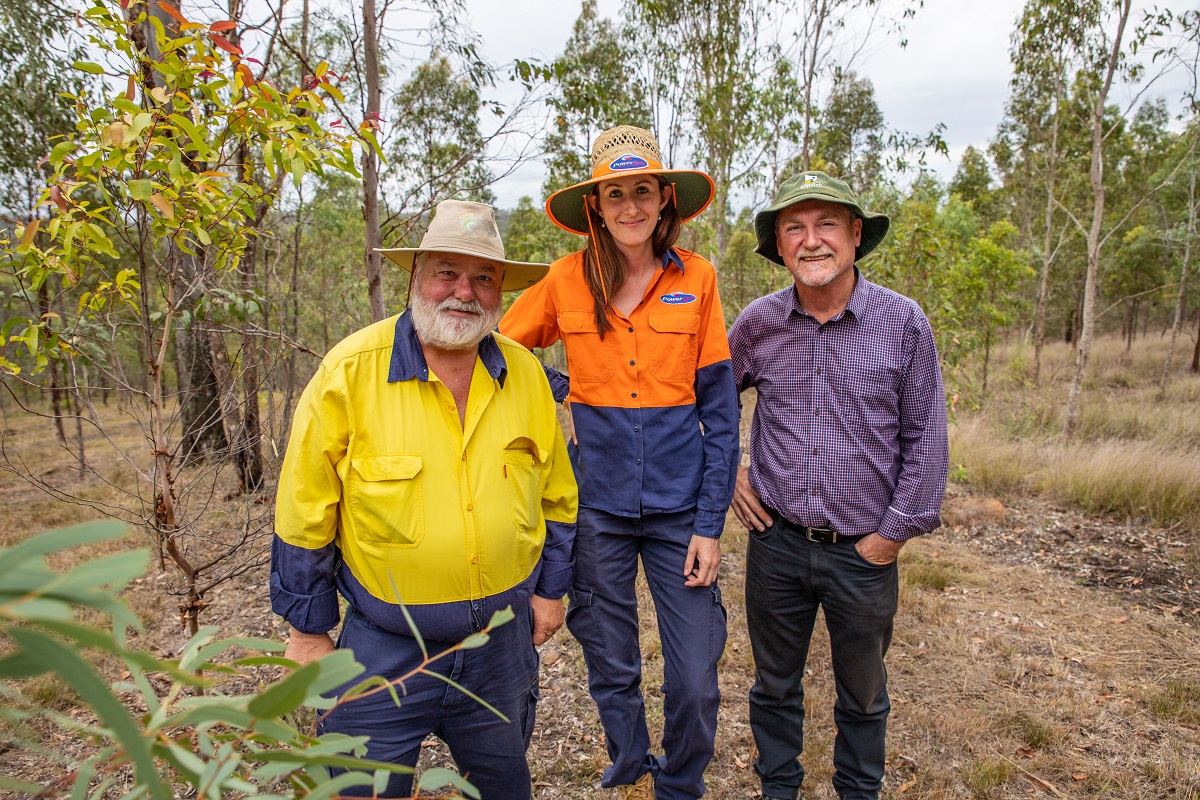 Ipswich koala habitat flourishing after 5-year conservation project