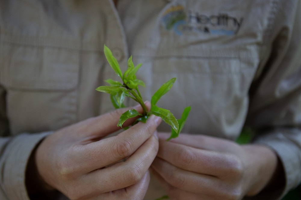 Join Queensland’s Wild Macadamia Hunt and help save a threatened native species