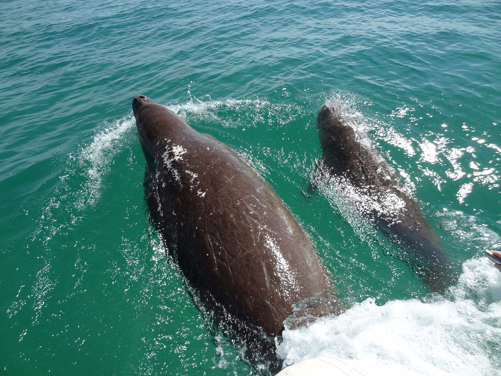 Protecting ocean giants from vessel strike