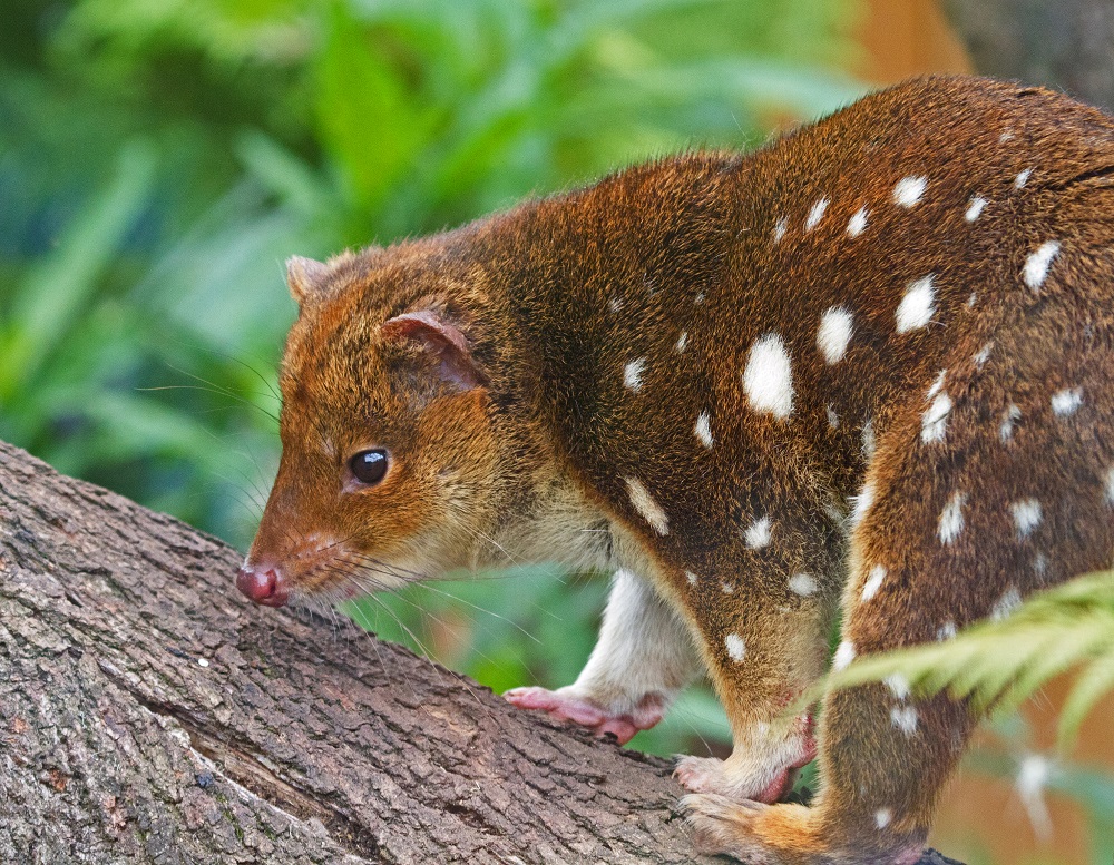 Protecting quolls from extinction