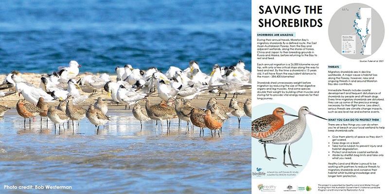 Threats in Moreton Bay significantly contributing to the global decline of shorebirds