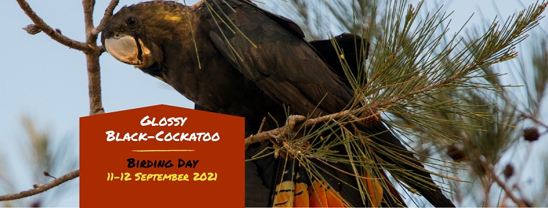 Time to shine for Glossy Black-Cockatoos