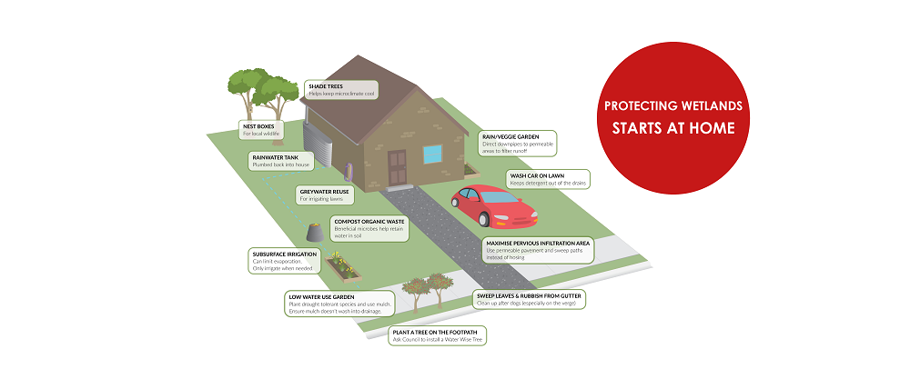 World Wetlands Day: What you do in your backyard can protect our wetlands