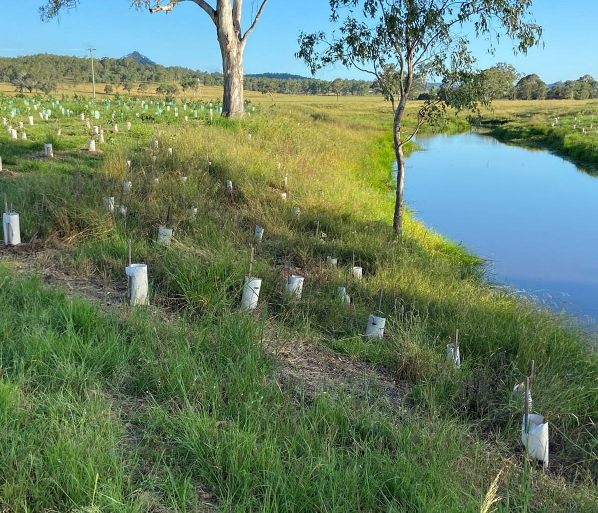 Restoration riparian 2