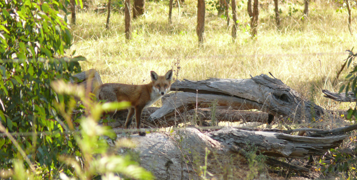 fox in the bush