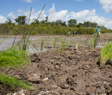 river vegetation and mud