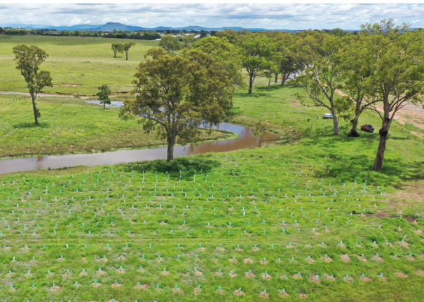 revegetation landscape works for koala protection