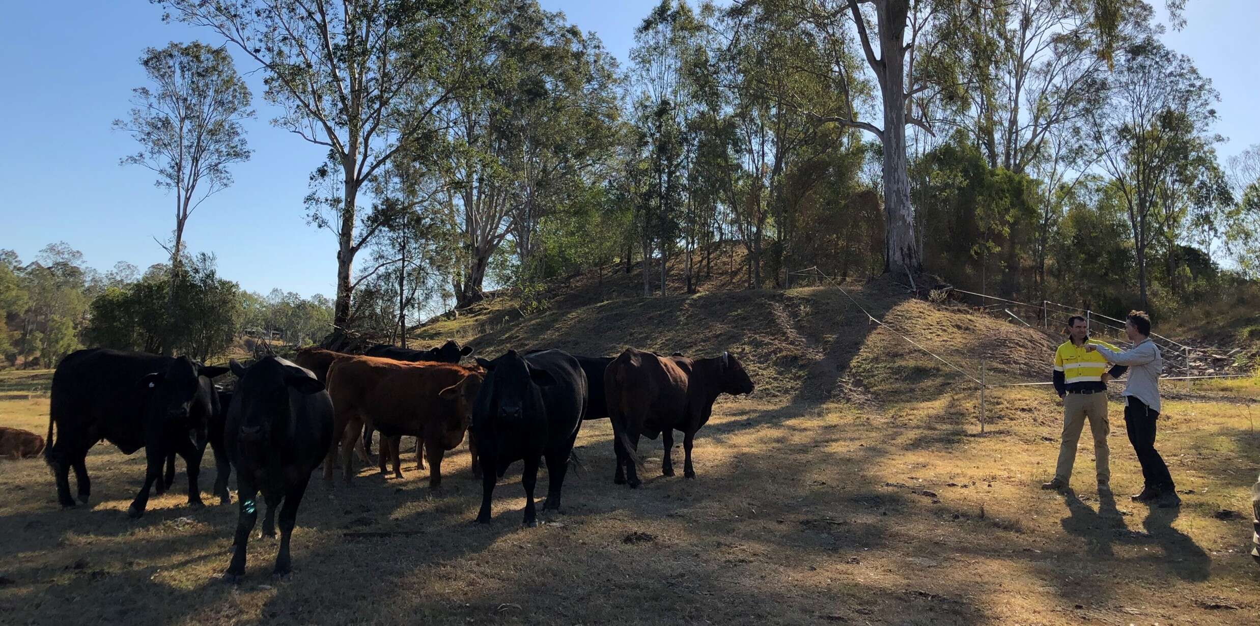 Healthy Land & Water working with cattle farmers